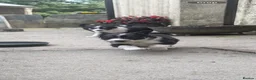 Border Collie dogs for sale: Border collie pups for sale - Advert 5