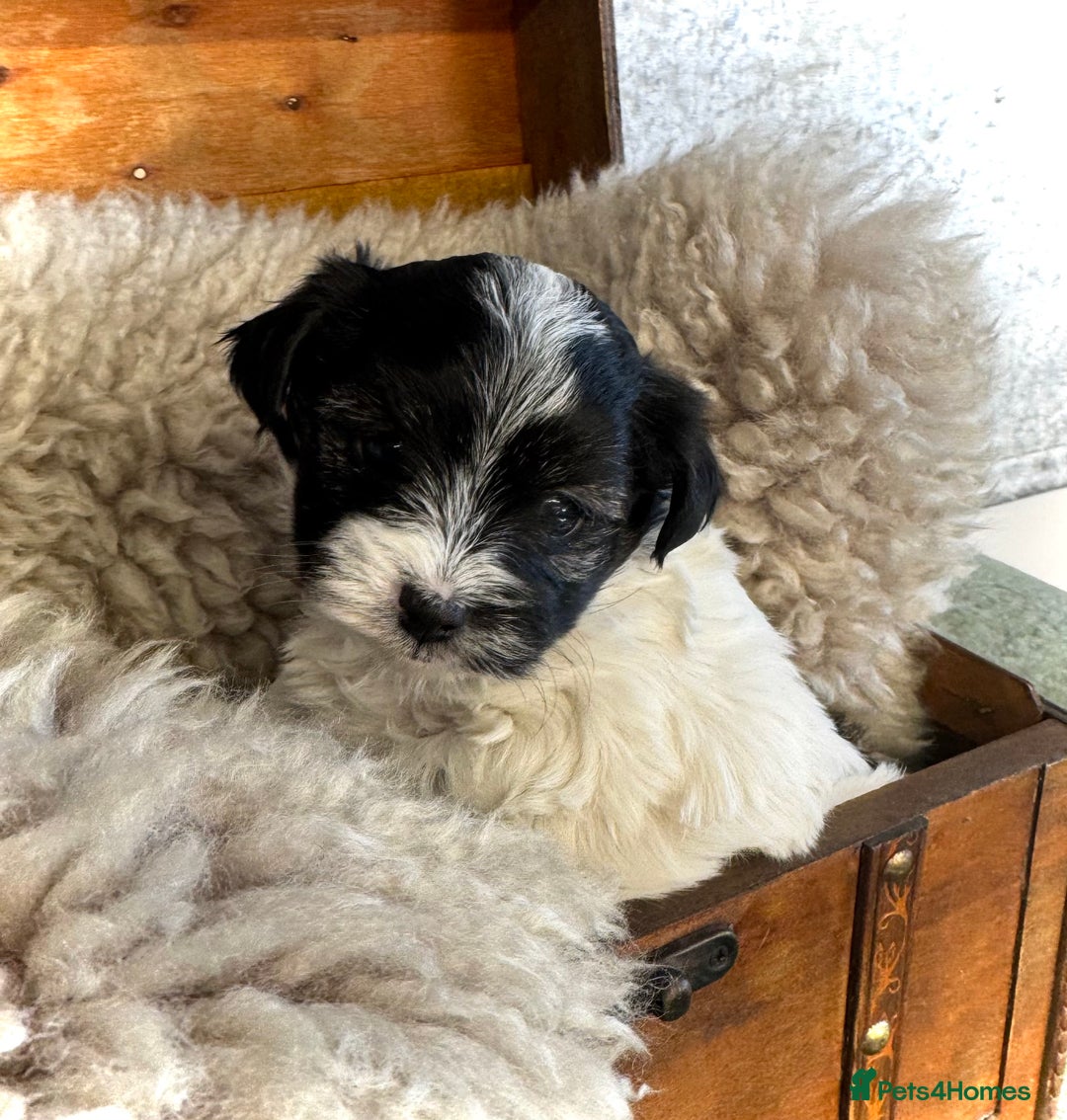Maltese dogs for sale: Maltese x terrier - Advert 12