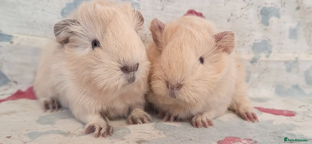 Guinea Pig rodents for sale: MEADOW SIDE CAVIES HEREFORDSHIRE  - Advert 17