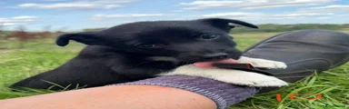 Pup 10