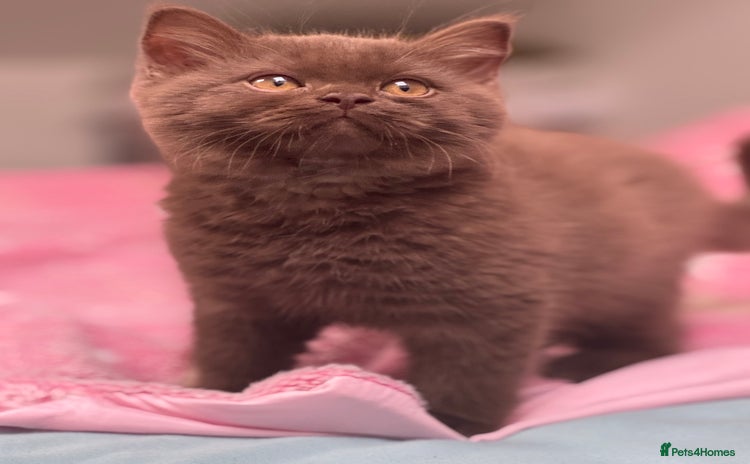 British Shorthair cats - Advert 5