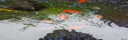 Fancy Goldfish fish for sale: Fancy Goldfish - URGENT REHOME in Leighton Buzzard - Advert 2