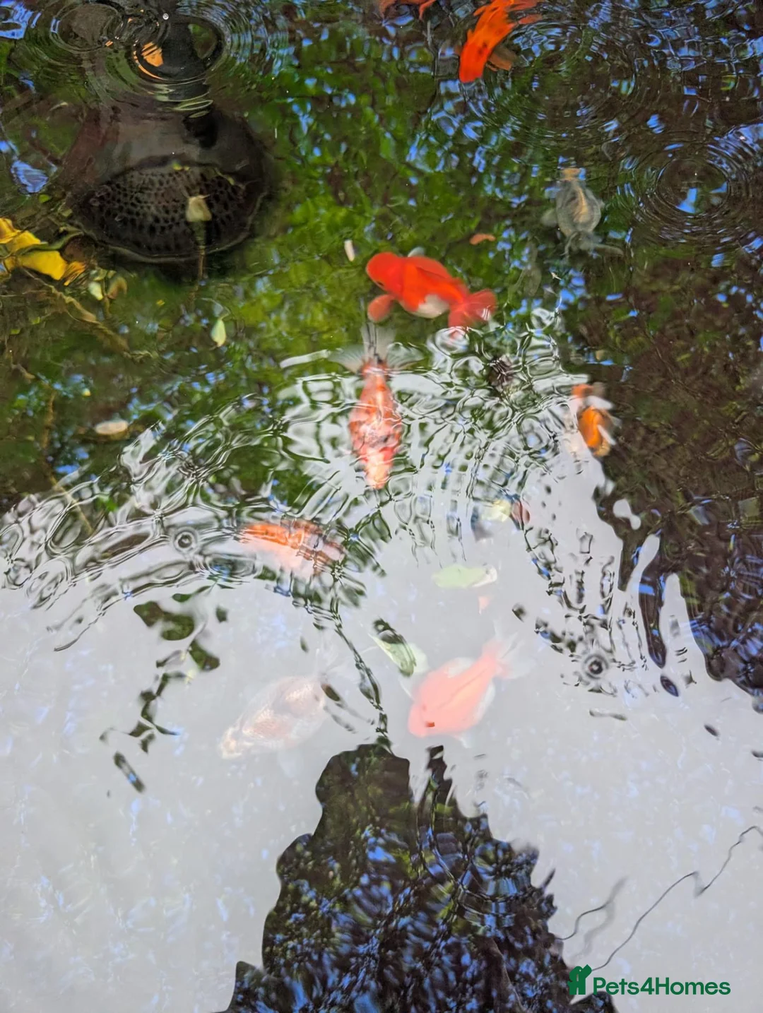 Fancy Goldfish fish for sale: Fancy Goldfish - URGENT REHOME in Leighton Buzzard - Advert 2