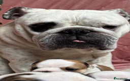 English Bulldog dogs for sale: Breed Standard Bulldog Puppies - Advert 1