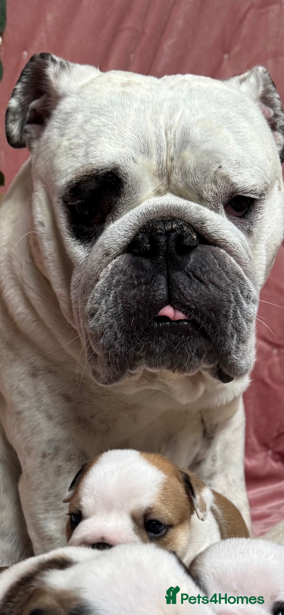 English Bulldog dogs for sale: Breed Standard Bulldog Puppies - Advert 1