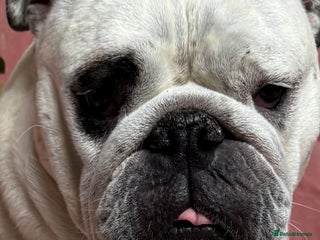 English Bulldog dogs Breed Standard Bulldog Puppies - Advert 6