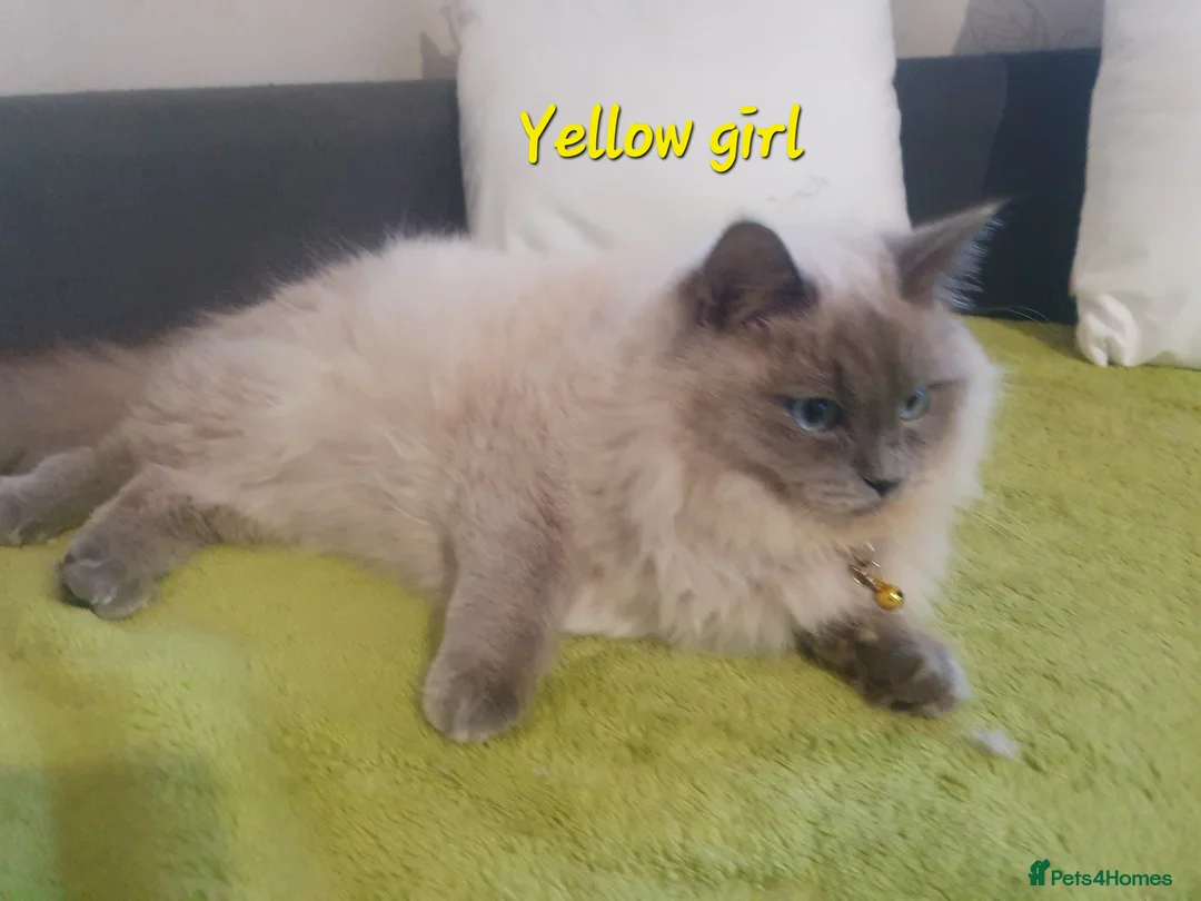 Ragdoll cats for sale: Sweet&Playful ragdolls - Advert 35