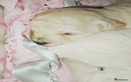 Miniature Poodle dogs for sale: Miniature poodle  - Image 8