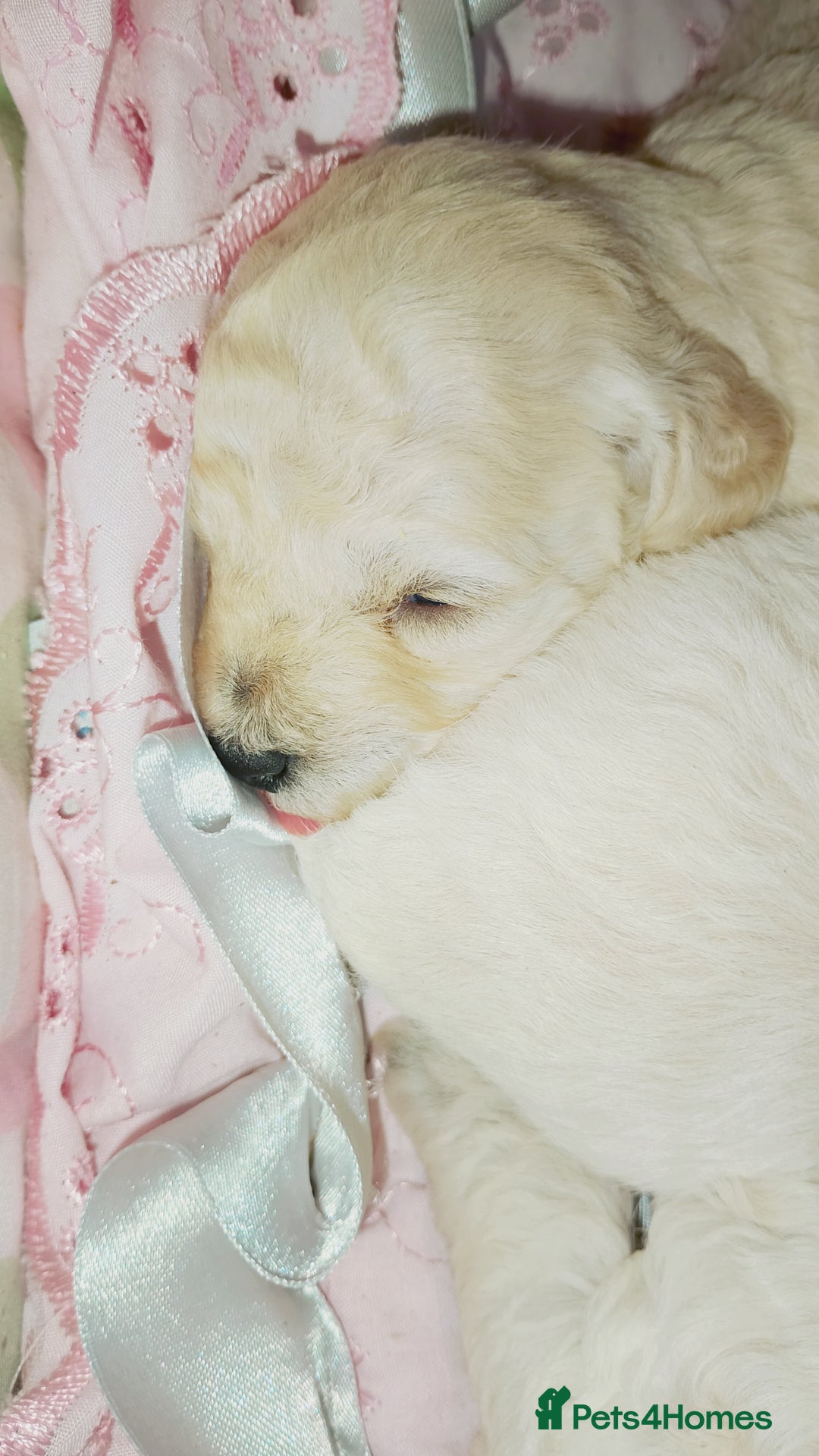 Miniature Poodle dogs for sale: Miniature poodle  - Image 8