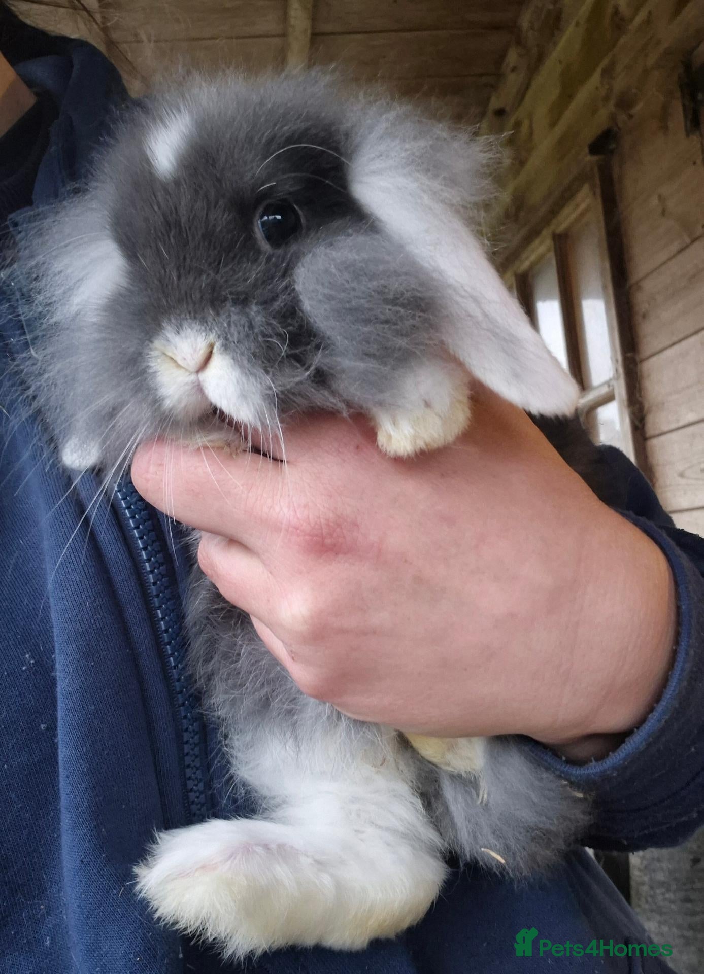 Mini Lop rabbits for sale: Mini lop and mini Lionlop  - Advert 16