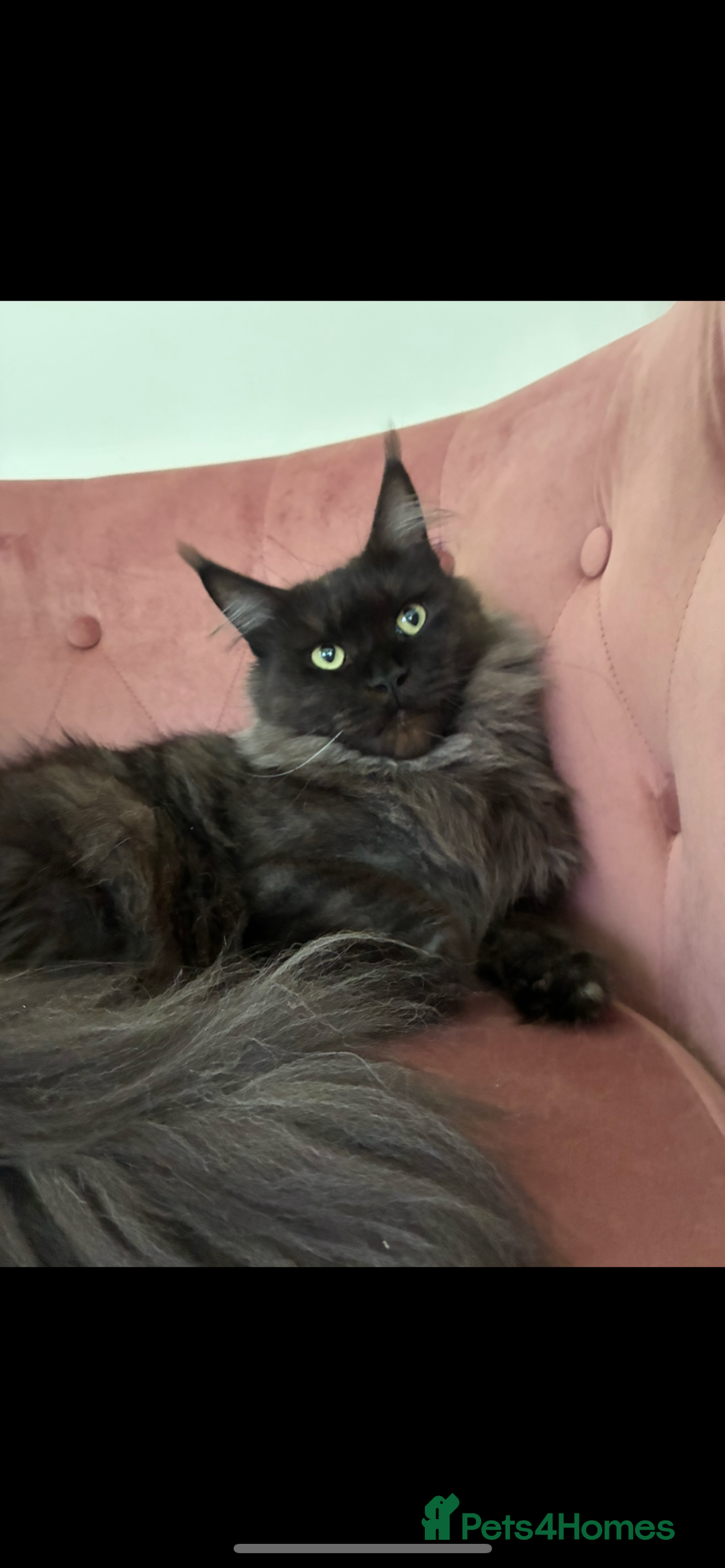 Maine Coon cats for sale: Maine Coon Kittens - Advert 27