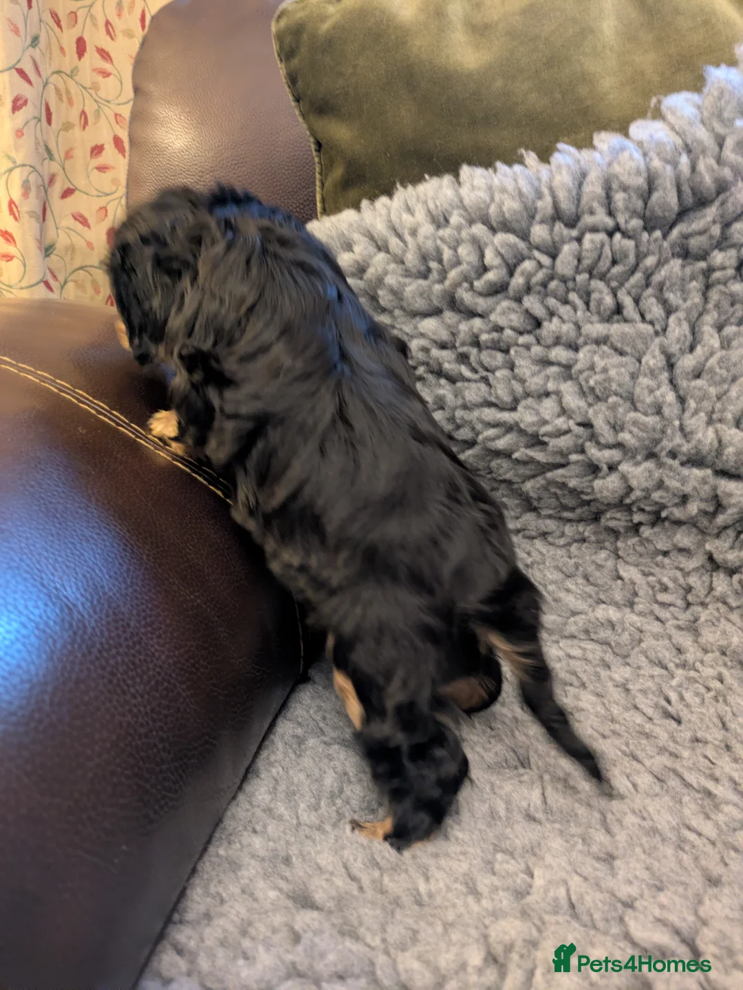 Cavalier King Charles Spaniel dogs for sale: KC Reg Cavalier King Charles pups in Milford Haven - Advert 6