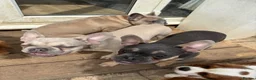 French Bulldog dogs for sale: 7 month old Frenchie girls - Advert 1