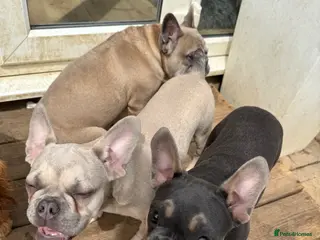 French Bulldog dogs for sale: 7 month old Frenchie girls - Advert 1