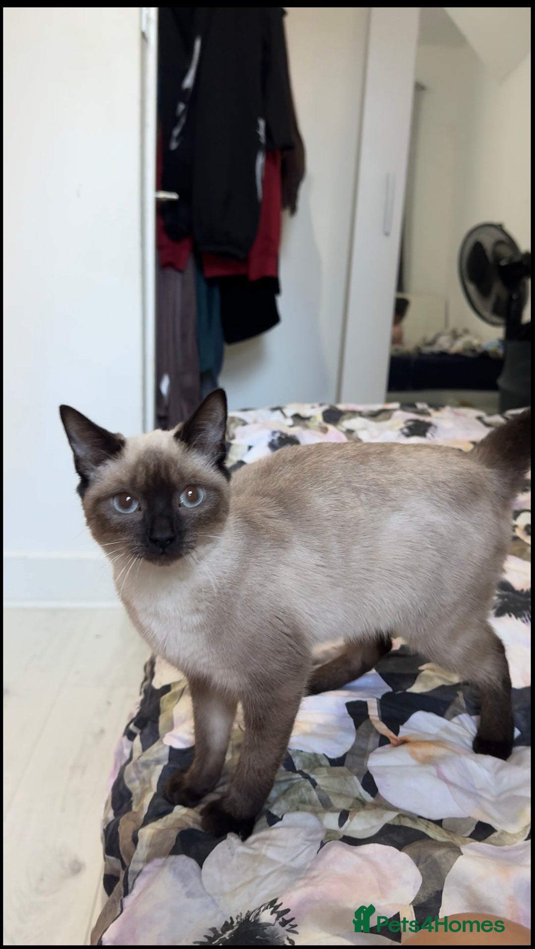 Siamese cats for sale: Siamese kitten 6 months £400 - Advert 7