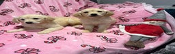Golden Retriever dogs for sale: Stunning golden retriever pups  - Advert 1