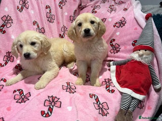 Golden Retriever dogs Stunning golden retriever pups - Advert 6