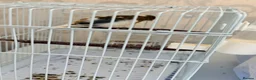 Canaries birds for sale: Baby canaries - Advert 1