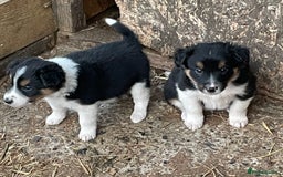 Mixed Breed dogs for sale: Border Jack Puppies (Border Collie X Jack Russel) - Image 6