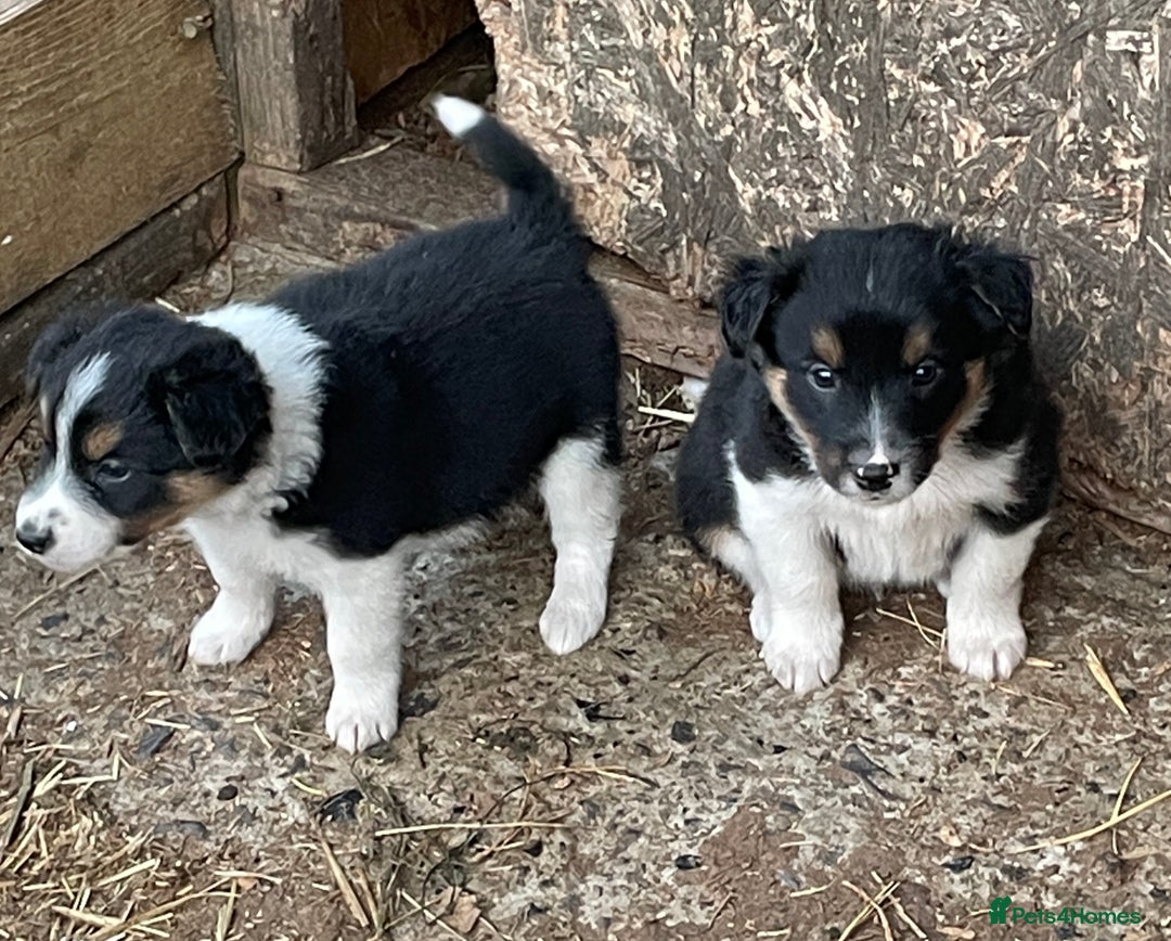 Mixed Breed dogs for sale: Border Jack Puppies (Border Collie X Jack Russel) - Image 6