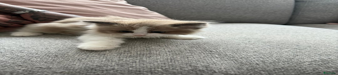 Ragdoll Kitten 1