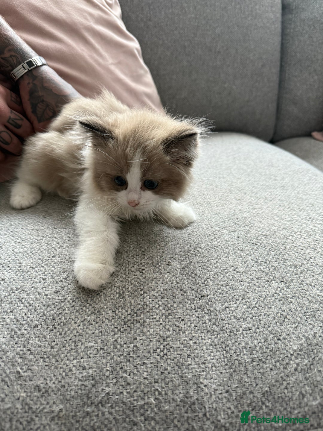 Ragdoll cats for sale: 2 ragdoll kittens - Image 4