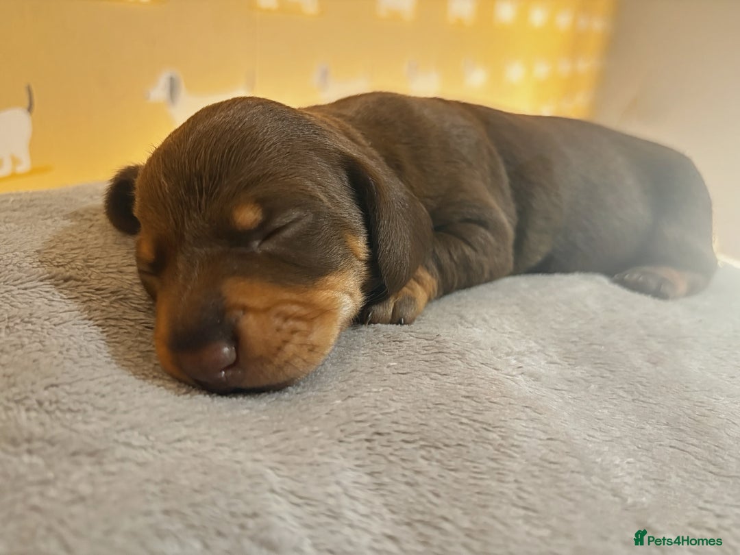 Miniature Dachshund dogs for sale: 🐾 Miniature Dachshund Puppies for Sale! 🐾 - Advert 2