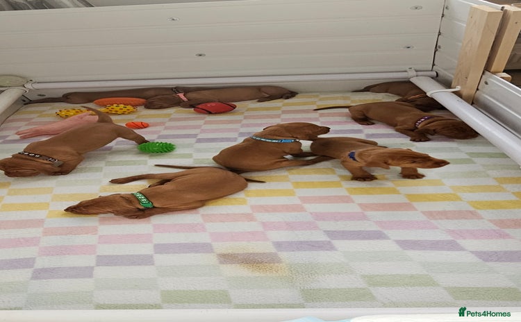 Hungarian Vizsla dogs - Advert 2