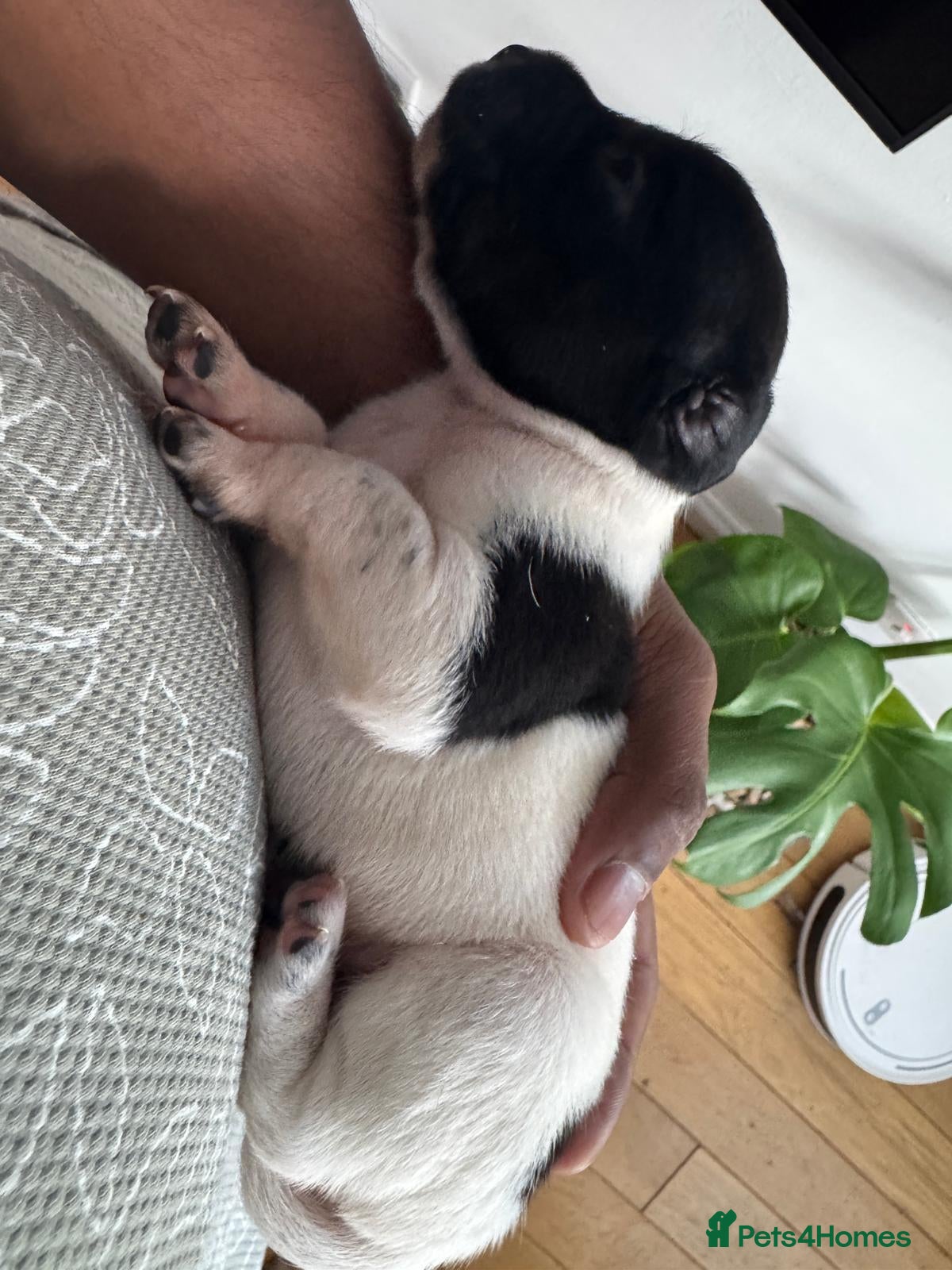 Mixed Breed dogs 2 loving male puppies available  - Advert 2