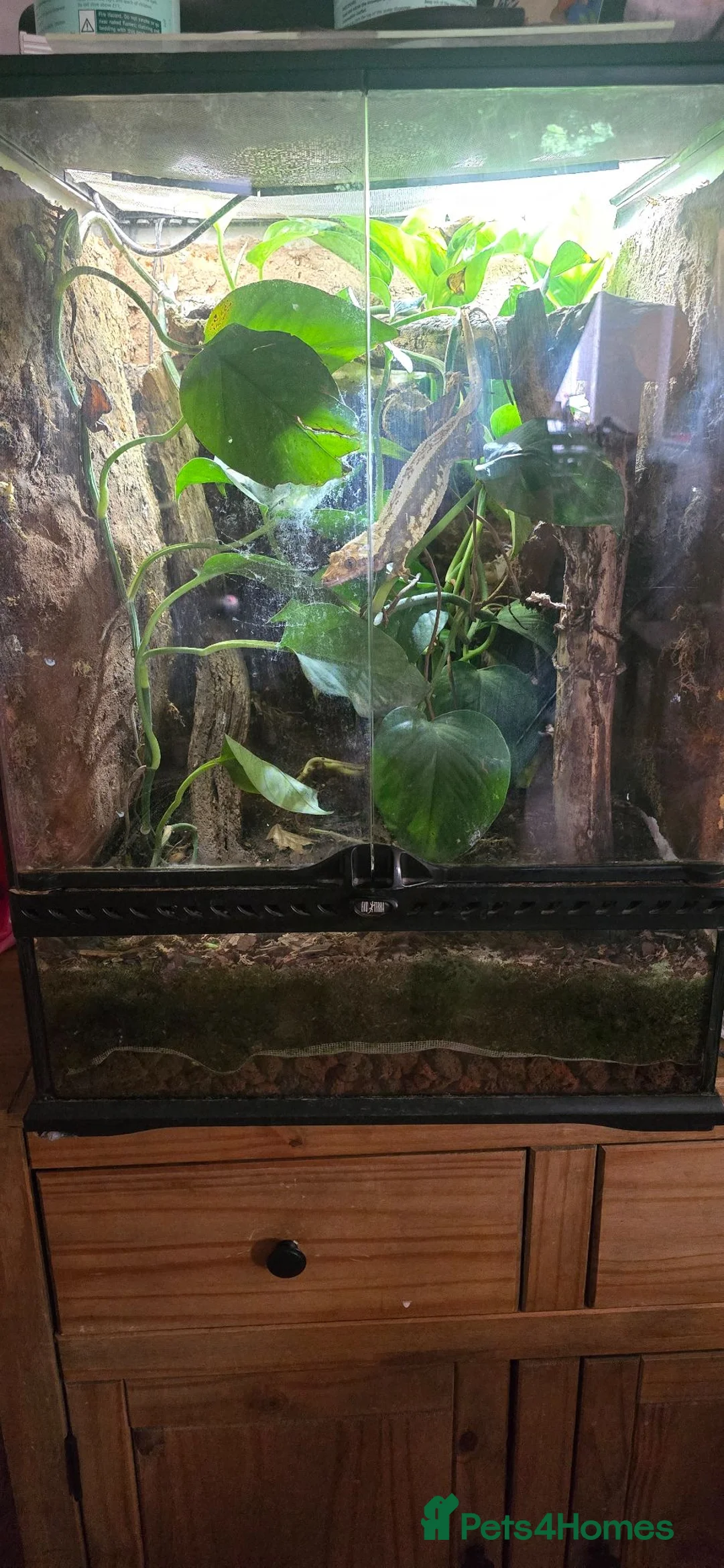 Gecko reptiles for sale: Female crested gecko + setup in Worthing - Advert 4