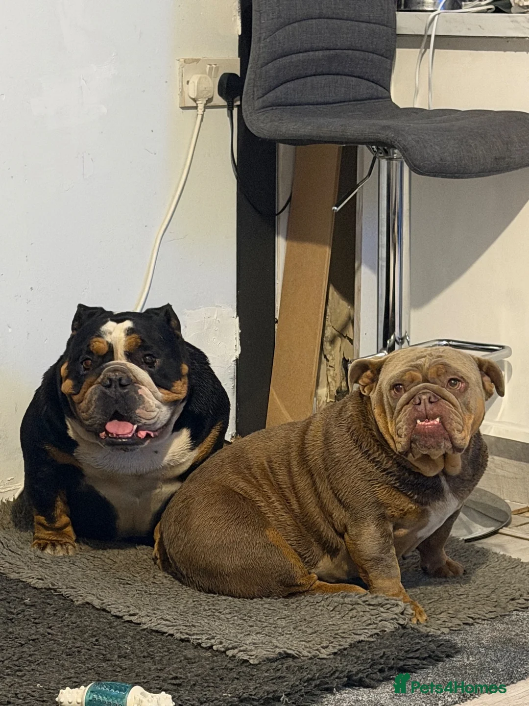 English Bulldog dogs for sale: Dolly and Blake 5years old  - Advert 1