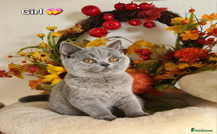 British Shorthair cats - Advert 4