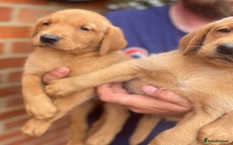 Labrador Retriever dogs for sale: Health Tested Working Labradors  - Image 15