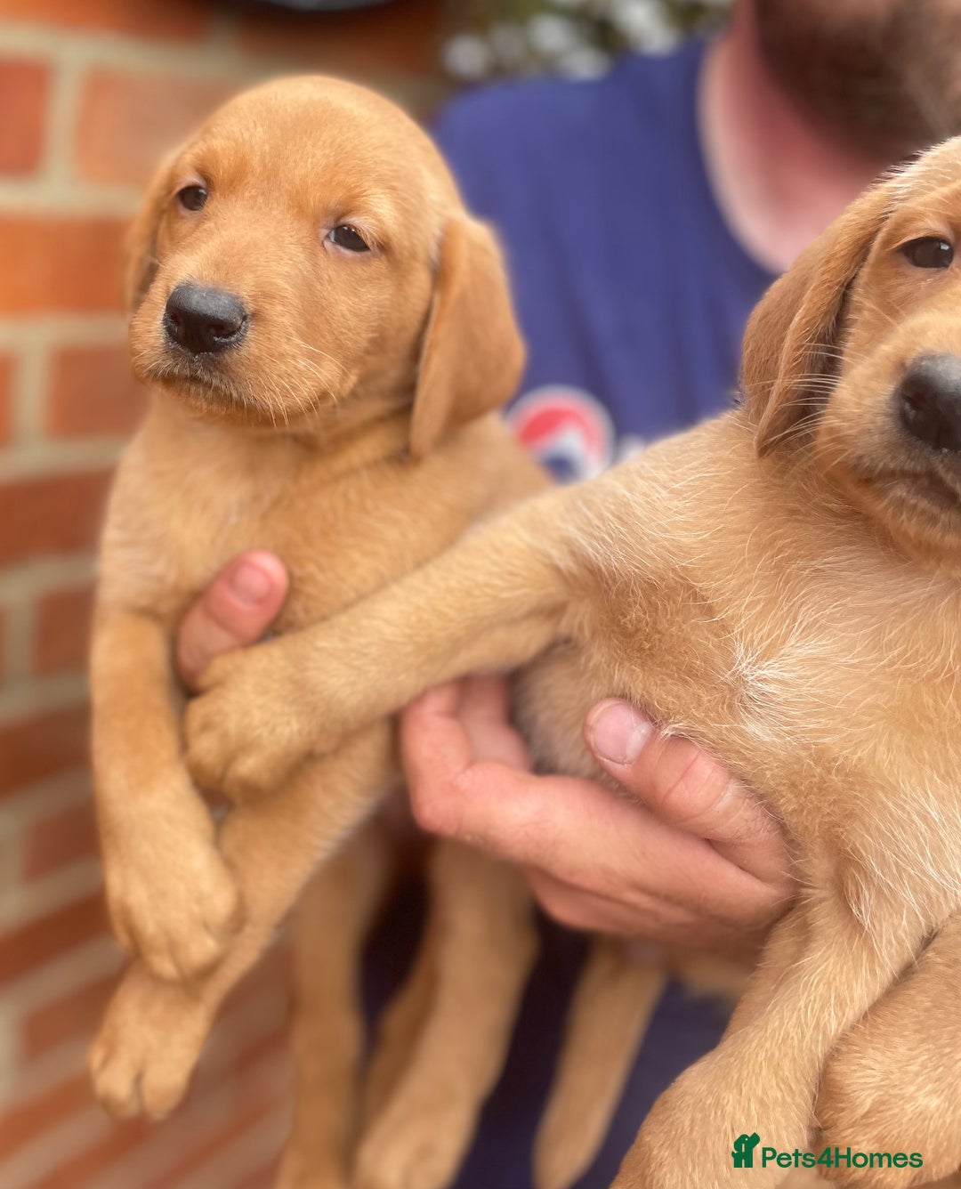 Labrador Retriever dogs for sale: Health Tested Working Labradors  - Image 15