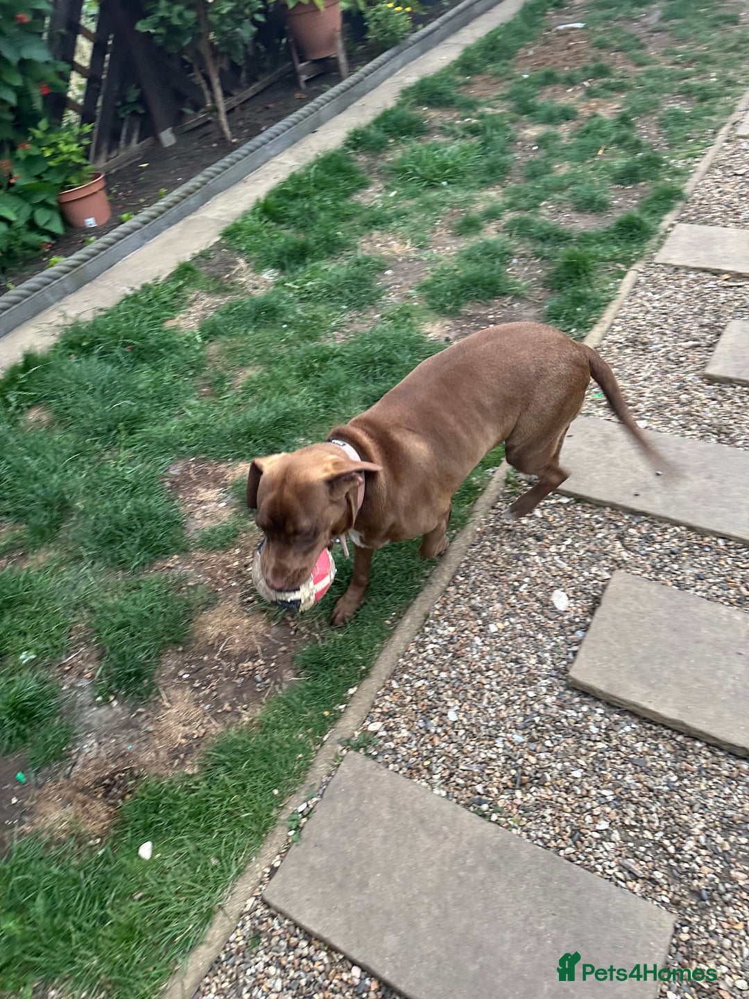 Mixed Breed dogs for sale: Vând Labrador Ciocolatiu - Image 2