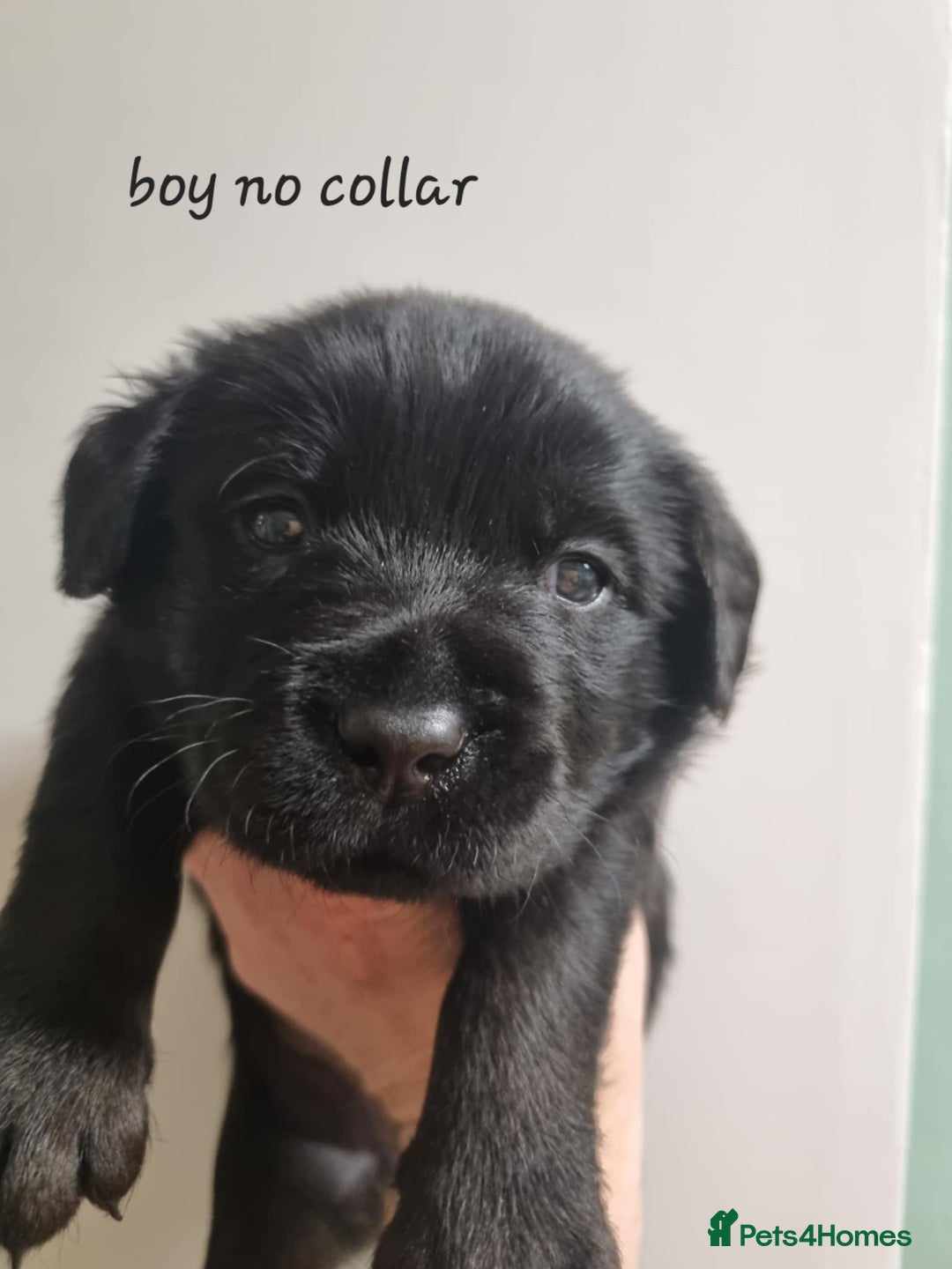 Labrador Retriever dogs for sale: Beautiful KC Show Line Labrador Puppys  - Advert 23