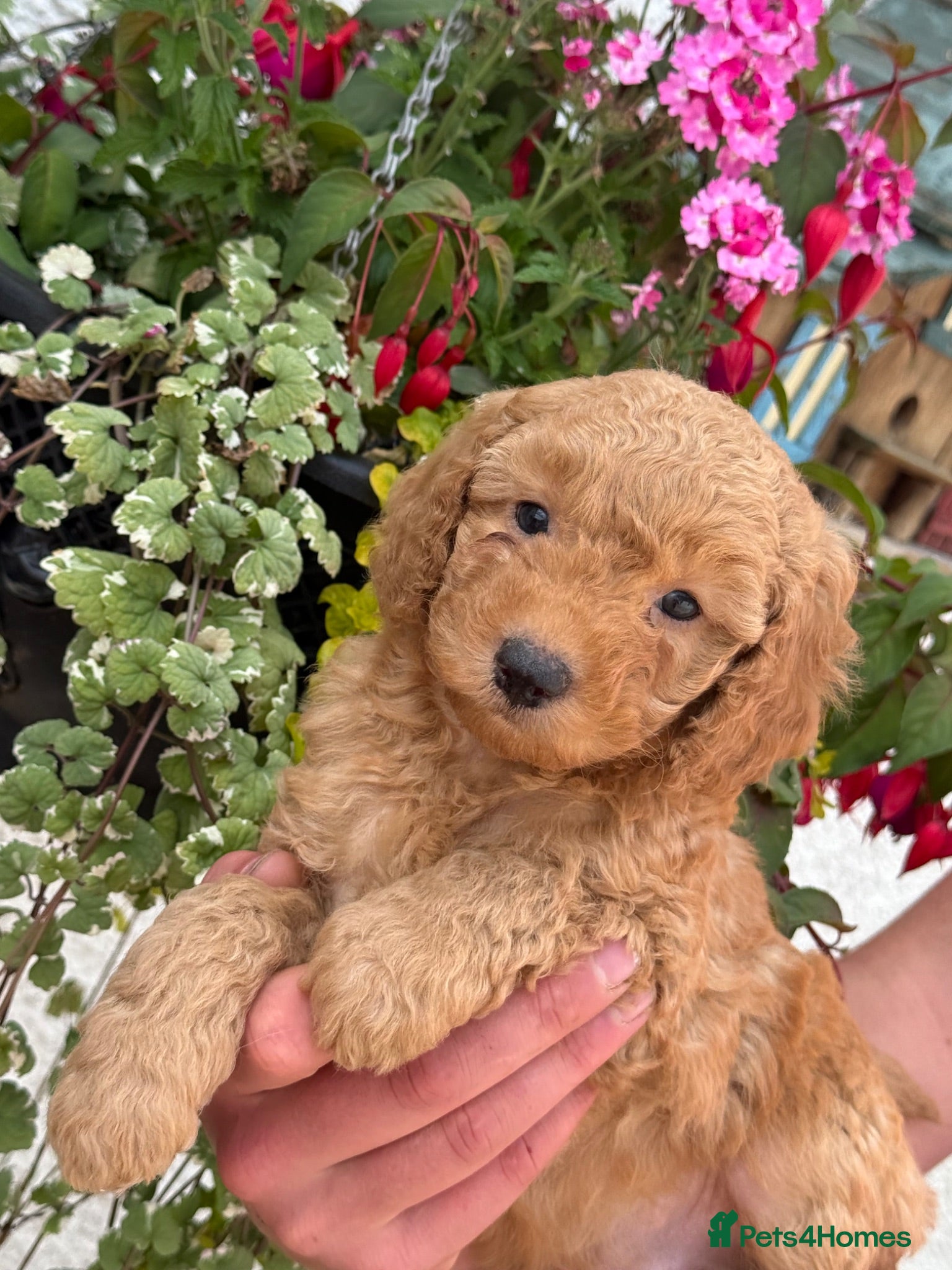 Labradoodle dogs F1B Miniature Labradoodles.  - Advert 6