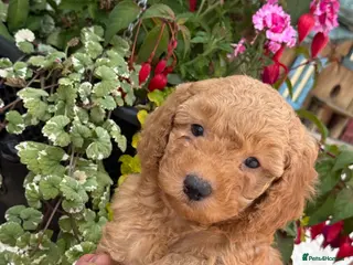 Labradoodle dogs F1B Miniature Labradoodles. - Advert 6