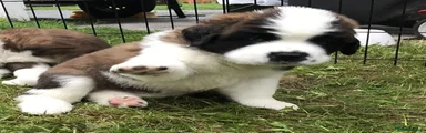 Saint Bernard 4