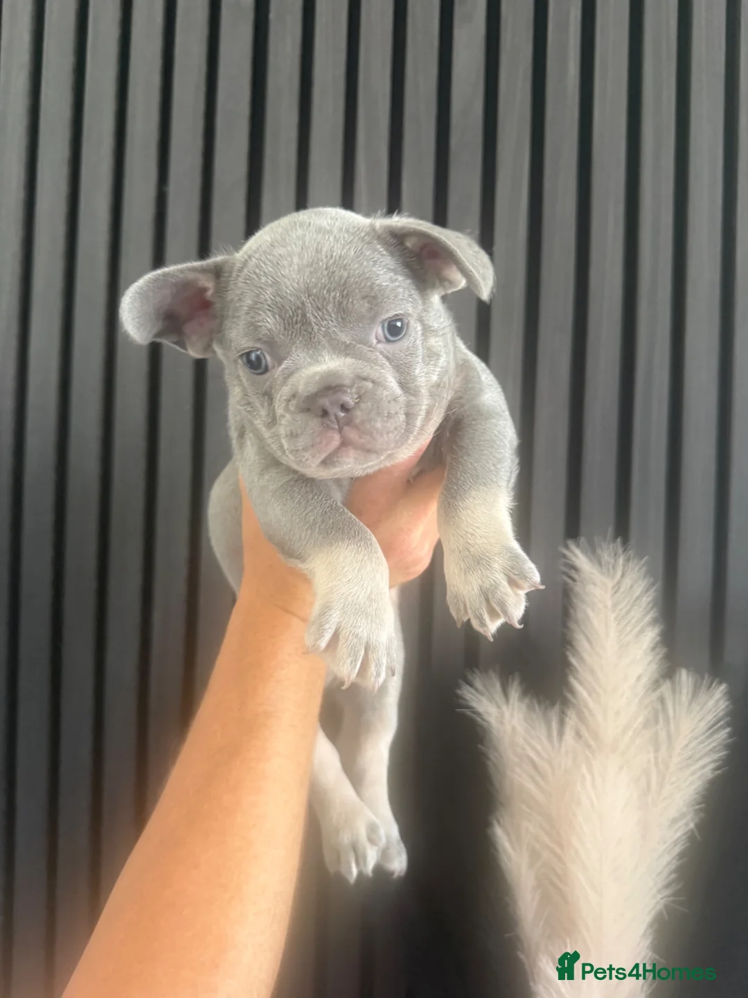 French Bulldog dogs for sale: French Bulldog  in Dundee - Advert 2