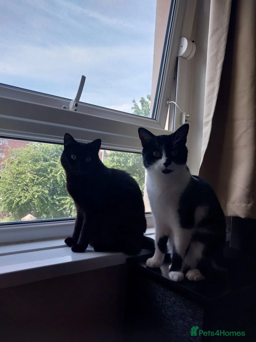 Mixed Breed cats for sale: Mrs Helen  - Advert 1