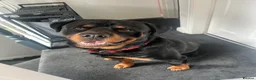 Rottweiler dogs for sale: Male Rottweiler  - Advert 7