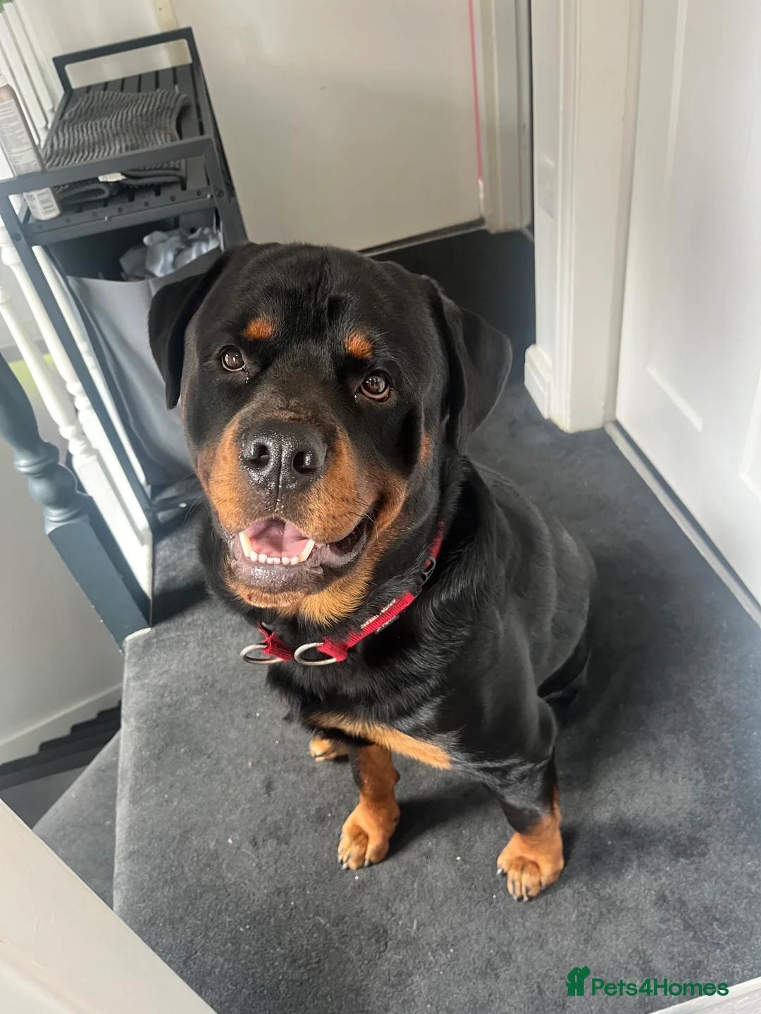 Rottweiler dogs for sale: Male Rottweiler  - Advert 7