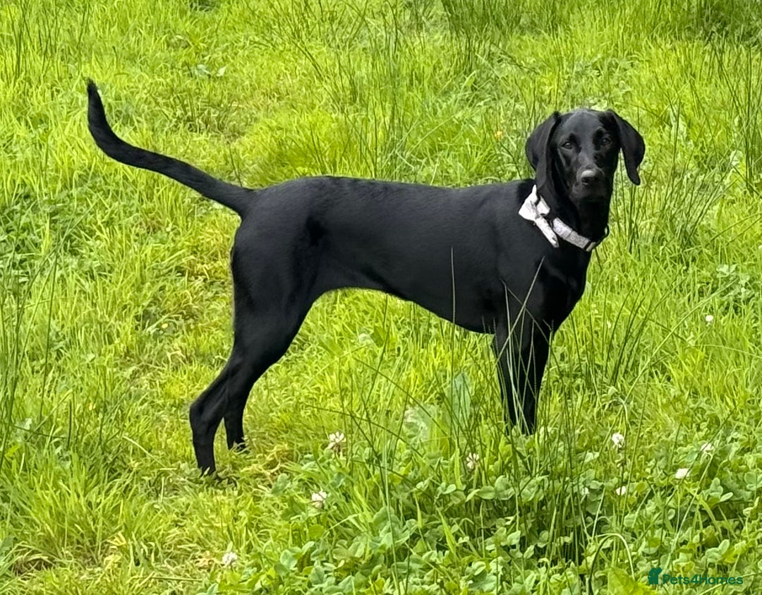 Hungarian Vizsla dogs for sale: Vizlador Female 10 months old  - Image 2