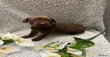 Bandog dogs 🐾 🌟 Premium multigen Bandogge Puppies🌟🐾 - Advert 6