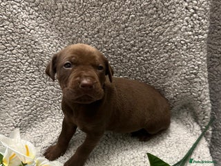 Bandog dogs 🐾 🌟 Premium multigen Bandogge Puppies🌟🐾 - Advert 4