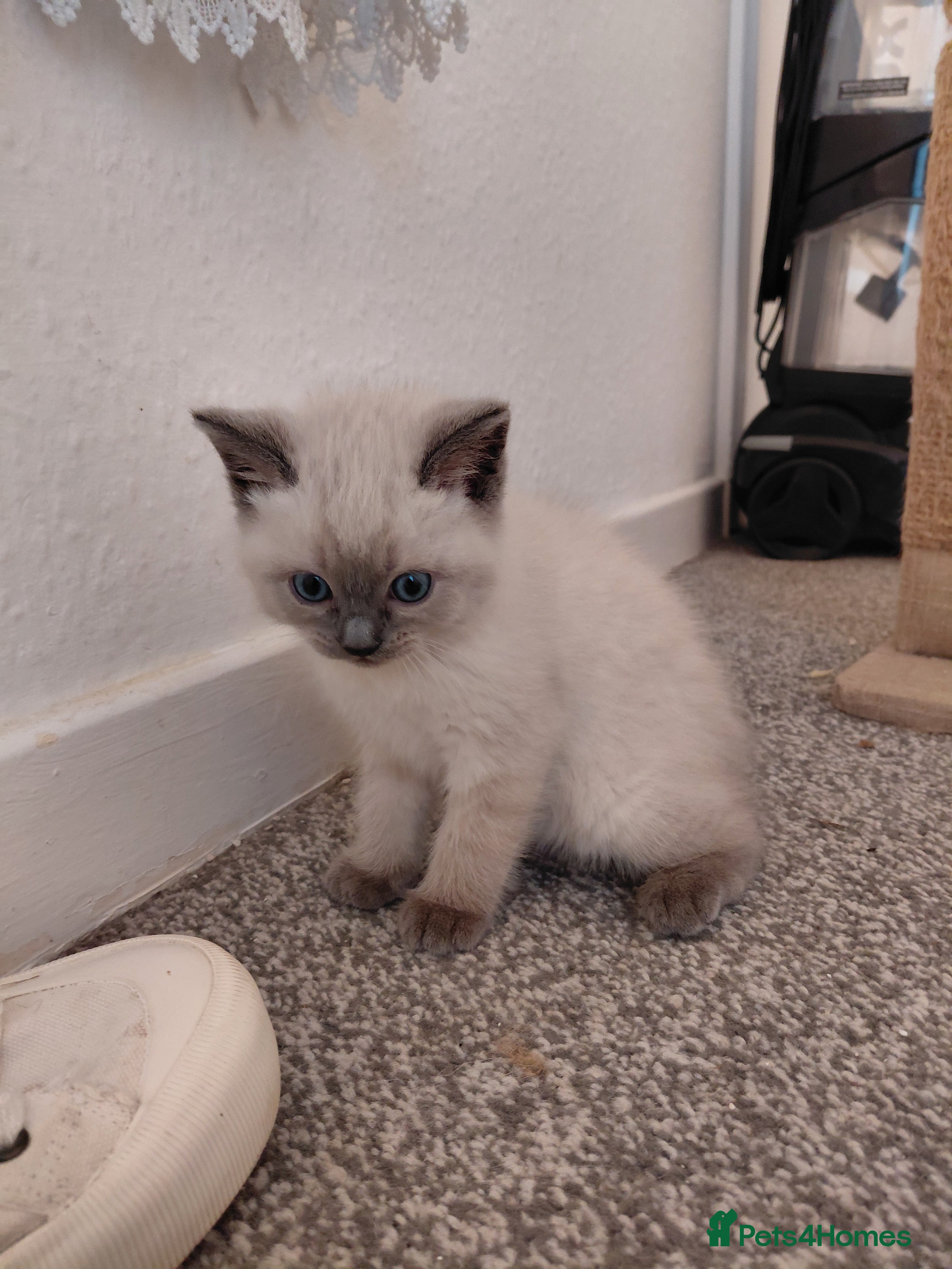 Mixed Breed cats Ragdoll mix kittens - Advert 8