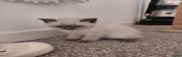 Mixed Breed cats for sale: Ragdoll mix kittens - Advert 8