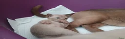 Burmese cats for sale: Lilac and Chocolate Burmese Kittens.  GCCF Reg.  - Advert 7