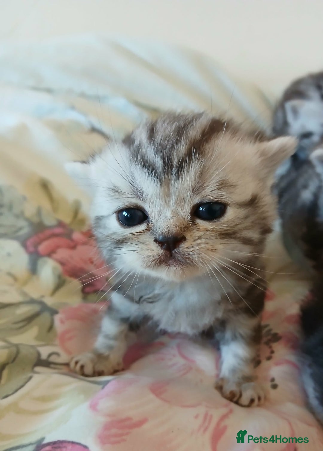 British Shorthair cats for sale: Bsh. Silver Tabby Classic .GCCF . - Advert 20